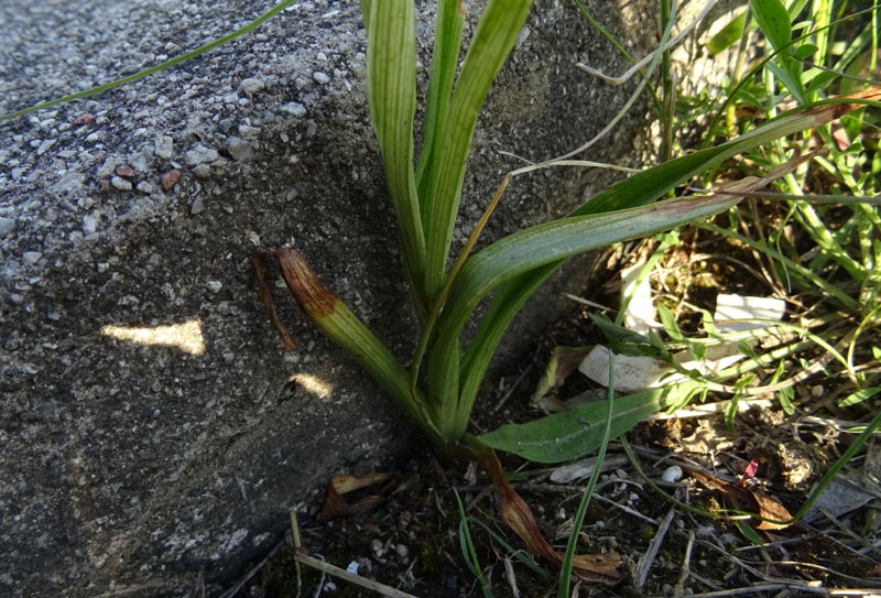 Anacamptis pyramidalis - Rovereto (TN)